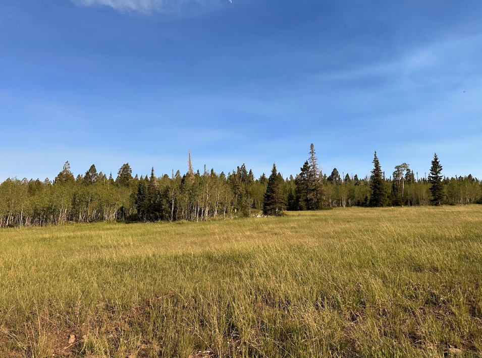 Open meadow with tall grass and mixed aspen and evergreen forest along the Tushar ridgeline